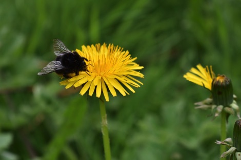 Bee on dandelion